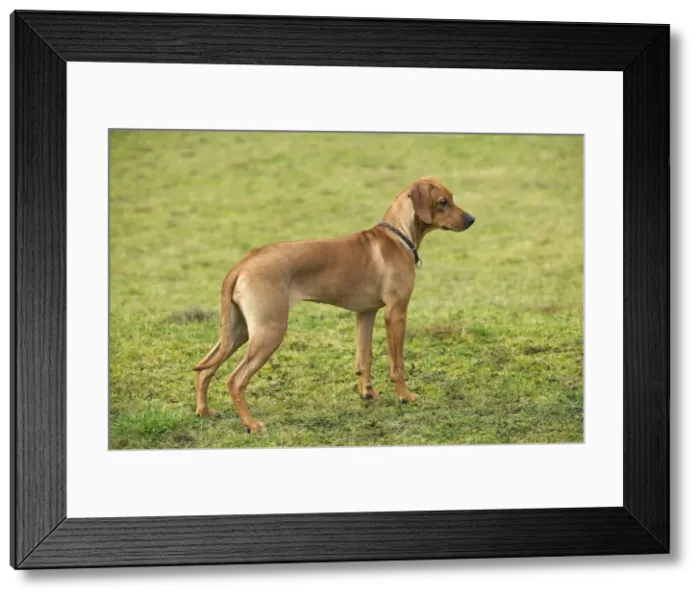 Framed Print : Rhodesian Ridgeback - young Framed Print : Rhodesian Ridgeback - young
