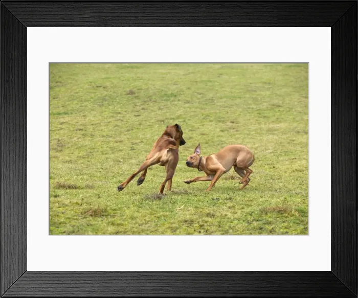 Framed Print : Rhodesian Ridgeback - two fighting / playing with one showing submissive behaviour Framed Print : Rhodesian Ridgeback - two fighting / playing with one showing submissive behaviour