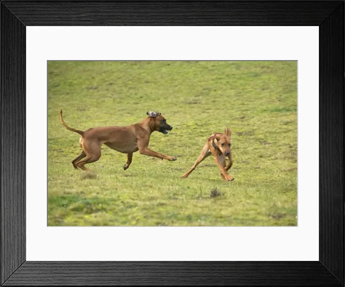 Framed Print : Rhodesian Ridgeback - two fighting / playing with one showing submissive behaviour Framed Print : Rhodesian Ridgeback - two fighting / playing with one showing submissive behaviour