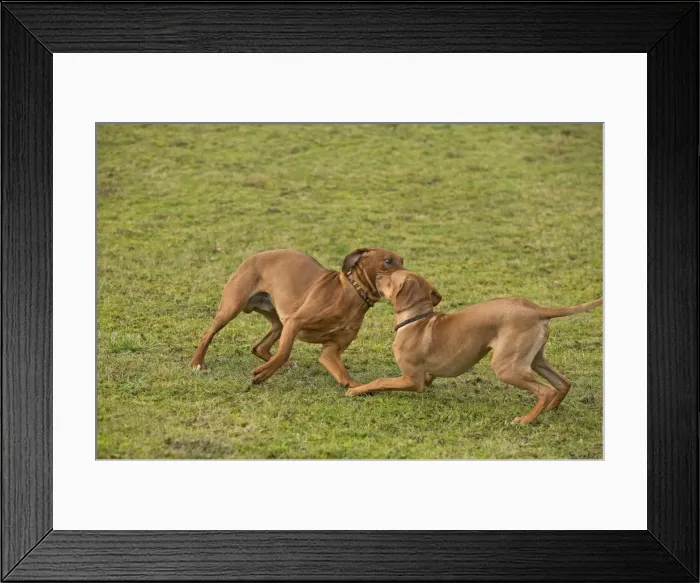 Framed Print : Rhodesian Ridgeback - two fighting / playing Framed Print : Rhodesian Ridgeback - two fighting / playing