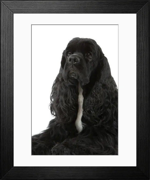 Framed Print : American Cocker Spaniel - black Framed Print : American Cocker Spaniel - black