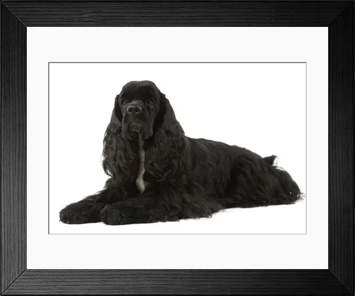 Framed Print : American Cocker Spaniel - black Framed Print : American Cocker Spaniel - black