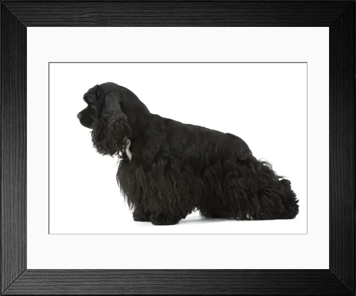 Framed Print : American Cocker Spaniel - black Framed Print : American Cocker Spaniel - black