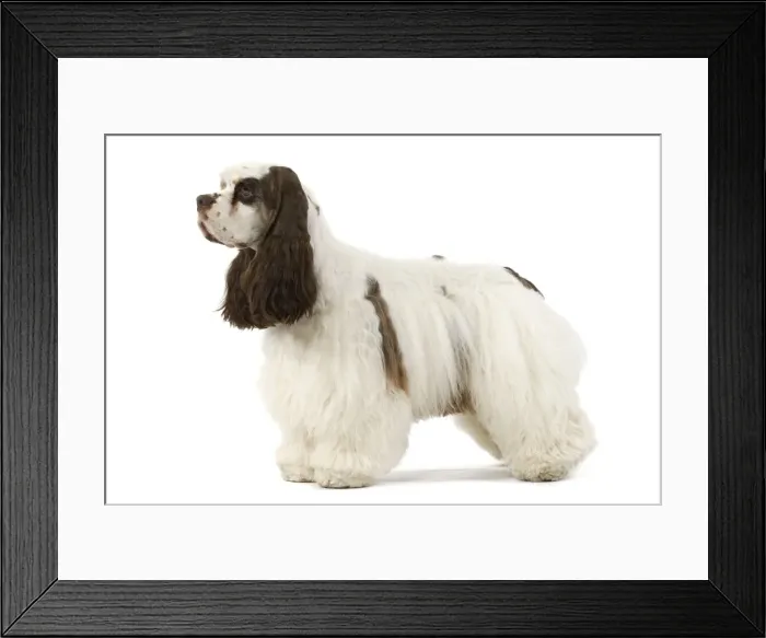Framed Print : American Cocker Spaniel - standing Framed Print : American Cocker Spaniel - standing