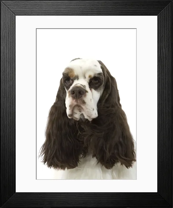 Framed Print : American Cocker Spaniel - head Framed Print : American Cocker Spaniel - head