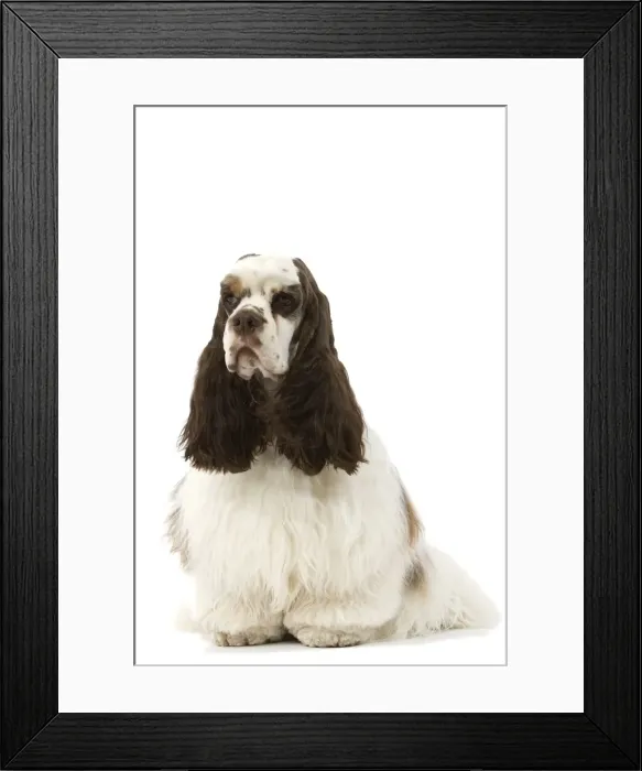 Framed Print : American Cocker Spaniel - sitting Framed Print : American Cocker Spaniel - sitting