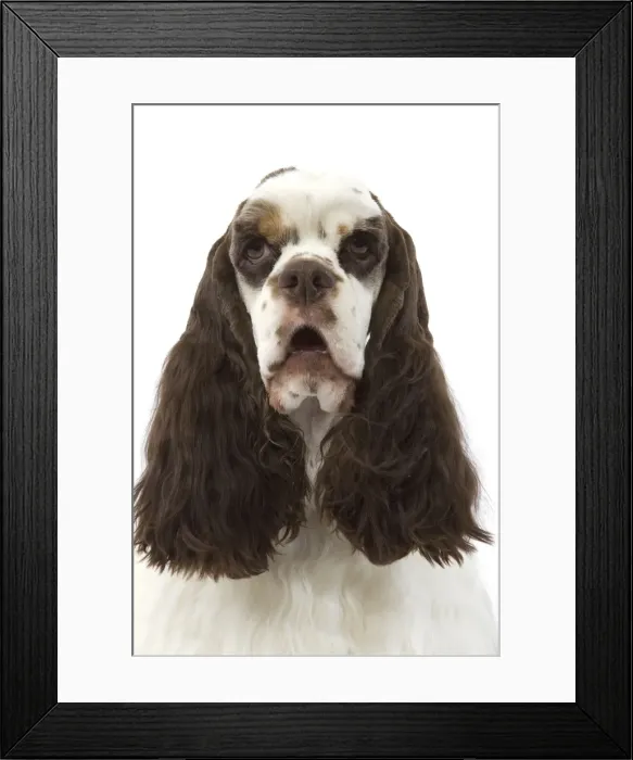 Framed Print : American Cocker Spaniel - head Framed Print : American Cocker Spaniel - head