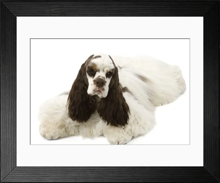 Framed Print : American Cocker Spaniel - lying down Framed Print : American Cocker Spaniel - lying down