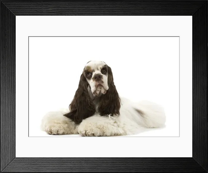 Framed Print : American Cocker Spaniel - lying down Framed Print : American Cocker Spaniel - lying down