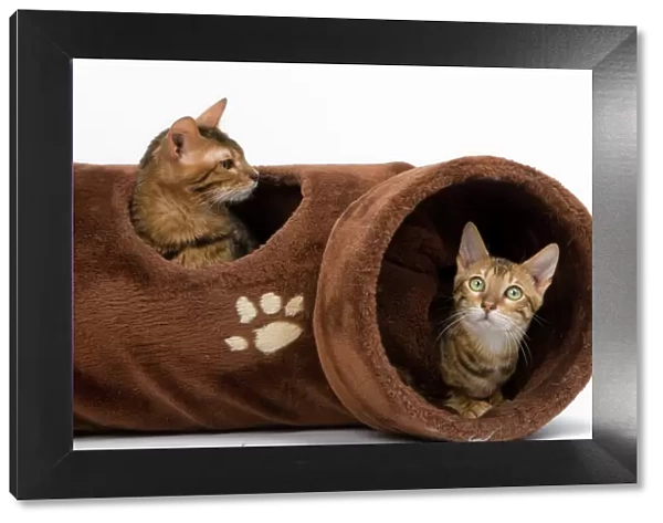 Cat - two in activity play tunnel
