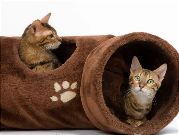 Cat - two in activity play tunnel