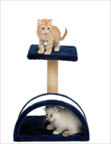Cat - two kitten on activity play centre  /  scratch post
