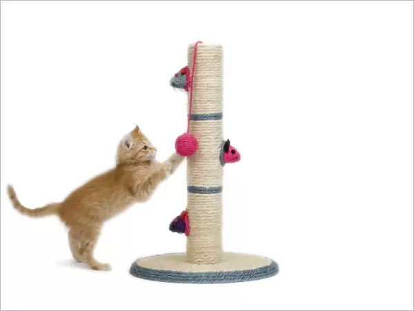 Cat - kitten on activity play centre  /  scratch post