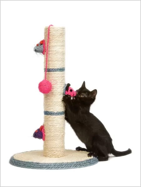 Cat - kitten on activity play centre  /  scratch post