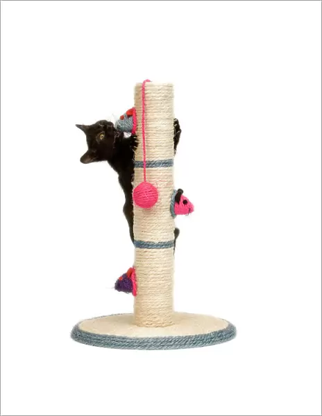 Cat - black kitten on activity play centre  /  scratch post