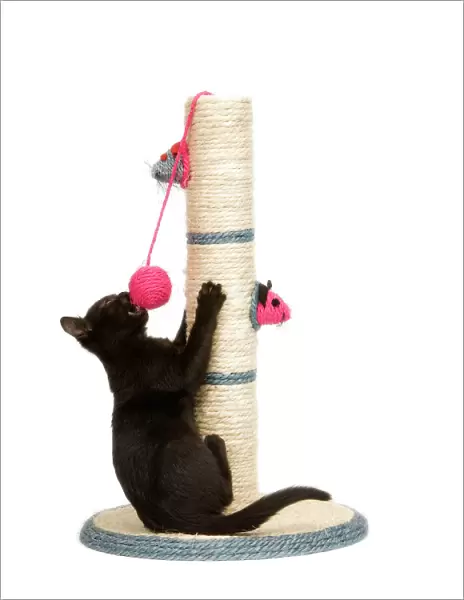 Cat - black kitten on activity play centre  /  scratch post