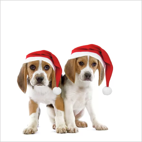 Dog - Beagle puppies wearing Christmas hats