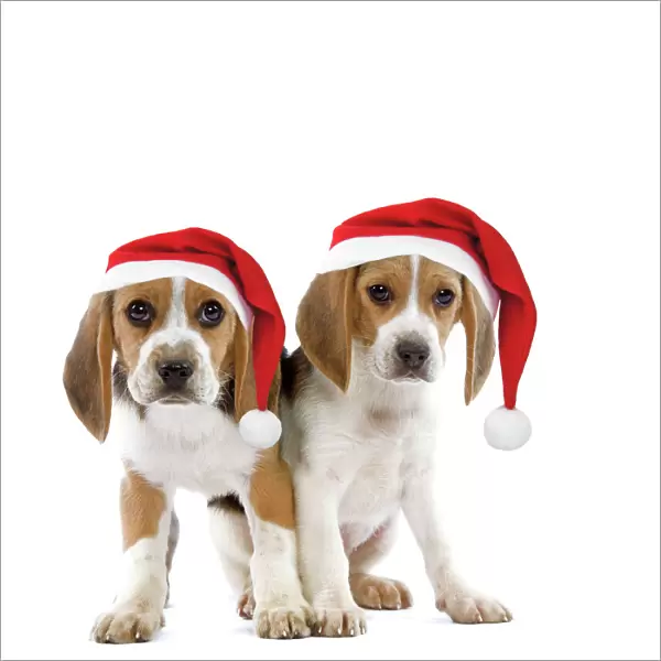 Dog - Beagle puppies wearing Christmas hats