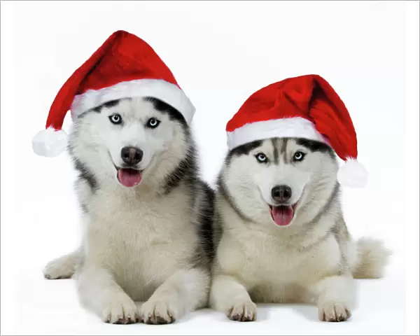Husky Dogs - wearing Christmas hats