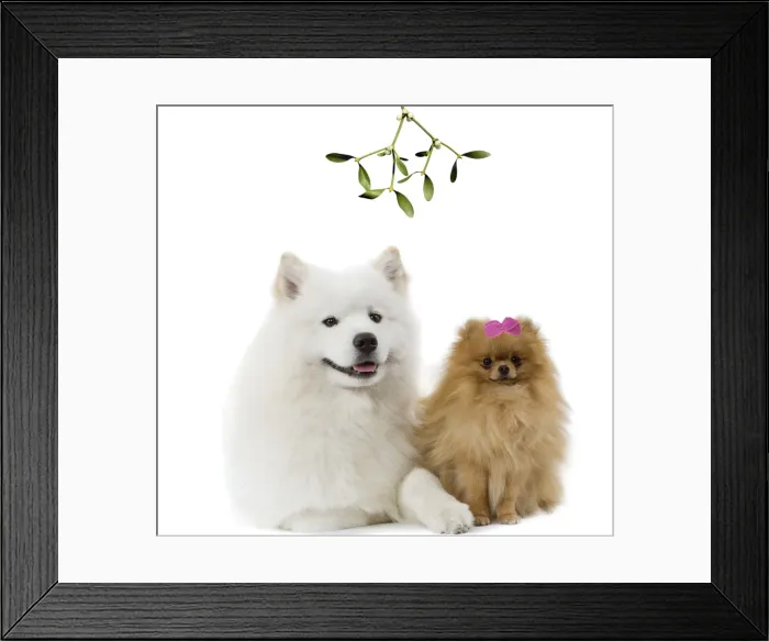 Framed Print : Dogs - Samoyed & Dwarf Spitz under mistletoe