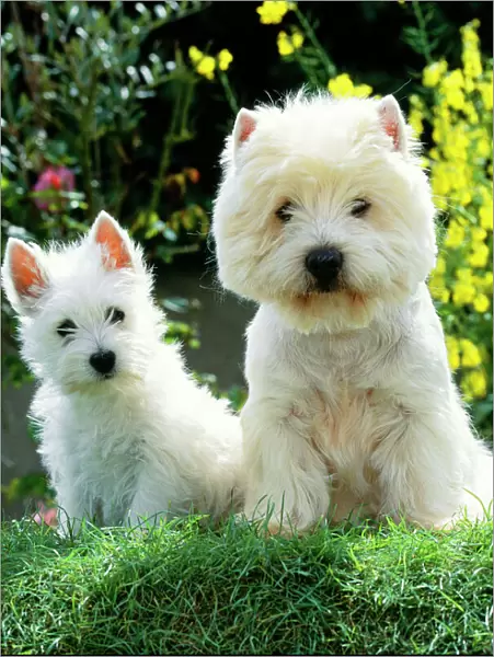 West Highland White Terrier Dog - x 2