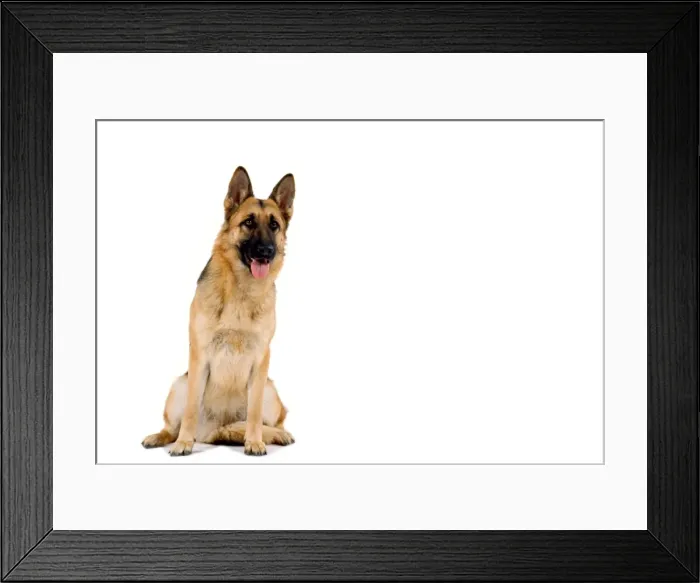 Framed Print : Alsatian / German Shepherd Dog Framed Print : Alsatian / German Shepherd Dog