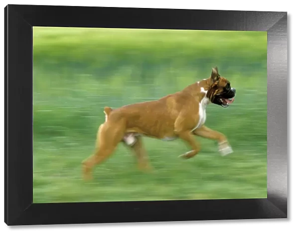 Boxer Dog running