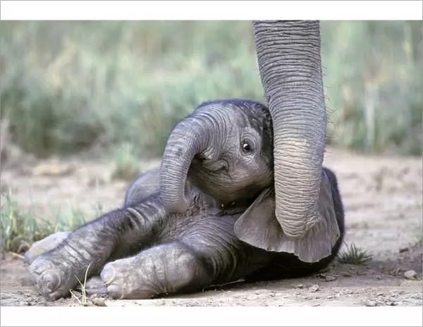 Baby Elephant Kenya