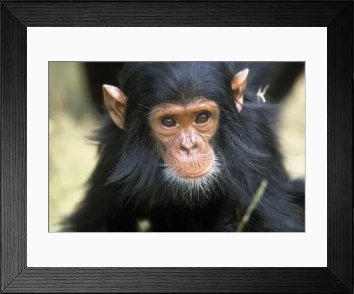 Framed Print : Chimpanzee Tanzania Framed Print : Chimpanzee Tanzania