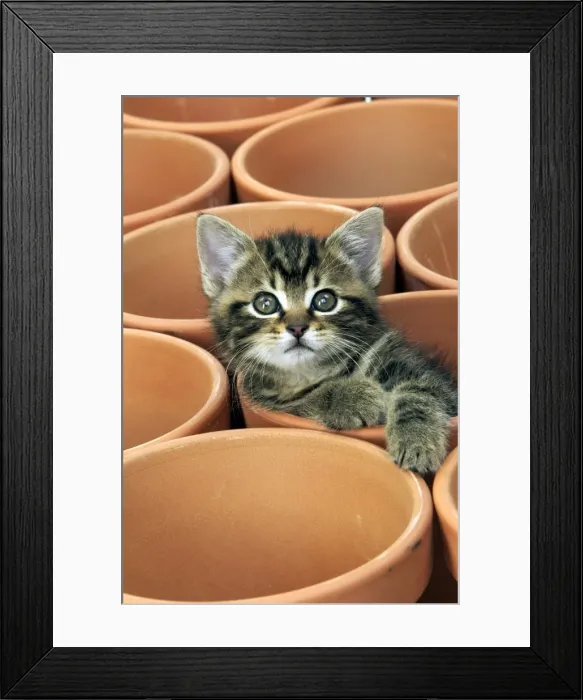 Framed Print : Kitten in flower pot Framed Print : Kitten in flower pot