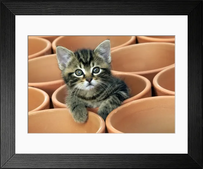 Framed Print : Kitten in flower pot Framed Print : Kitten in flower pot