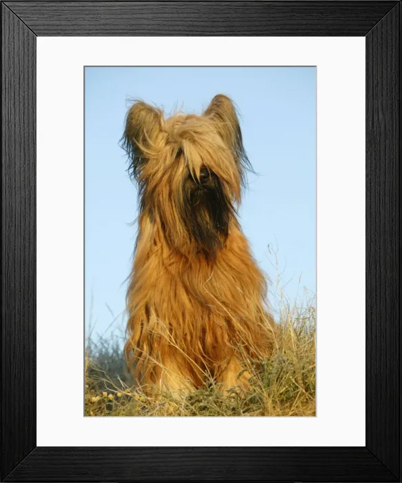 Framed Print : Briard Dog Framed Print : Briard Dog