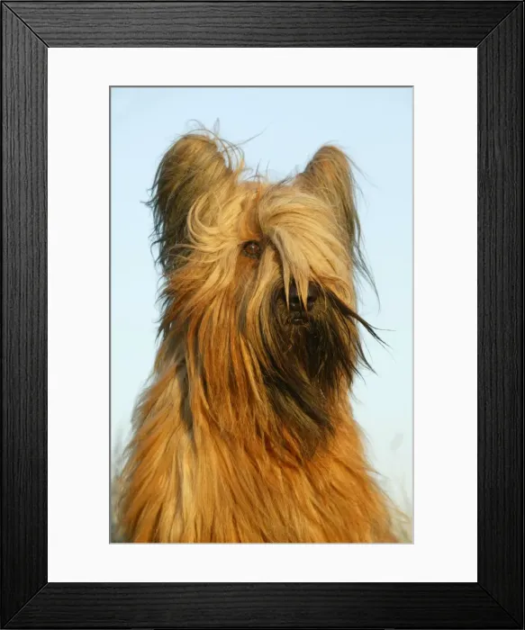 Framed Print : Briard. LA-697. Briard DOG - close-up. Jean Michel Labat Framed Print : Briard. LA-697. Briard DOG - close-up. Jean Michel Labat