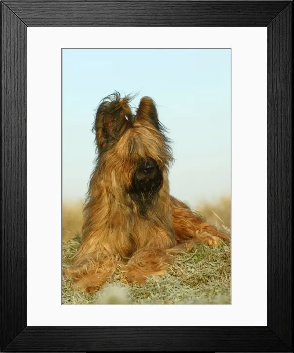Framed Print : Briard Dog Framed Print : Briard Dog