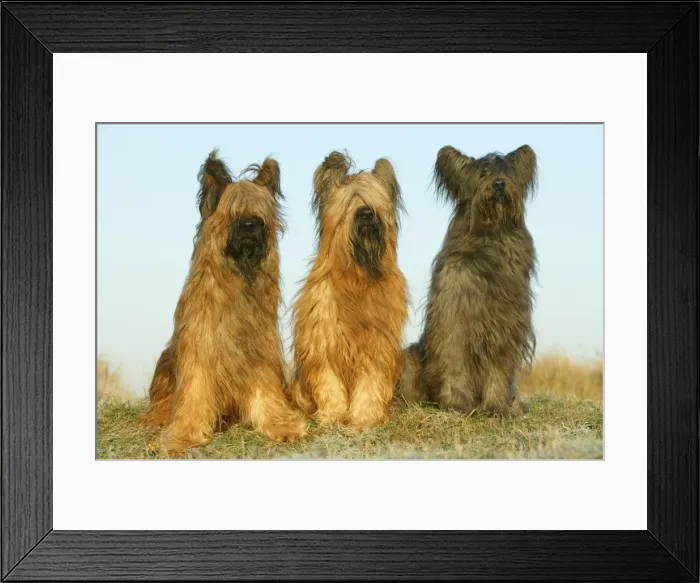 Framed Print : Briard Dogs Framed Print : Briard Dogs