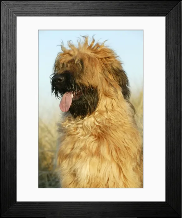 Framed Print : Briard Dog with tongue sticking out Framed Print : Briard Dog with tongue sticking out