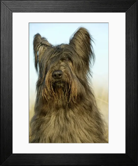 Framed Print : Briard Dog Framed Print : Briard Dog