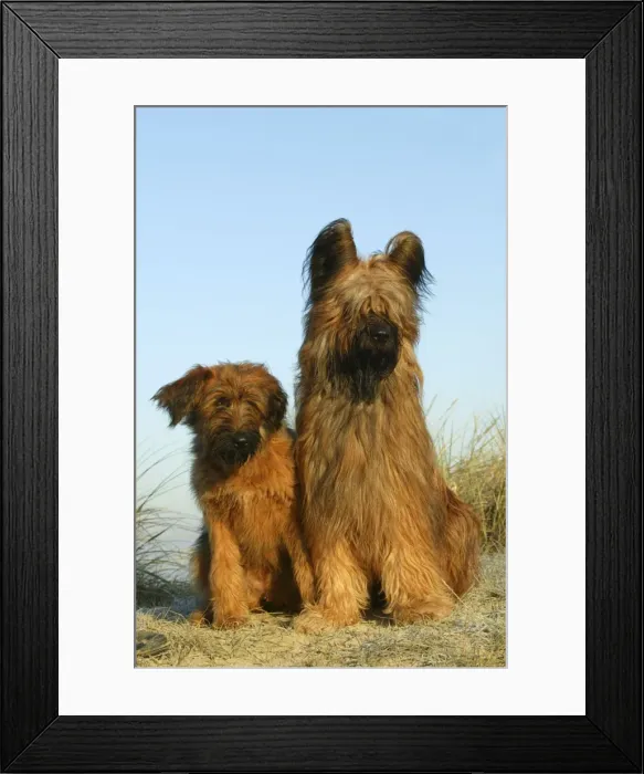 Framed Print : Briard Dogs Framed Print : Briard Dogs