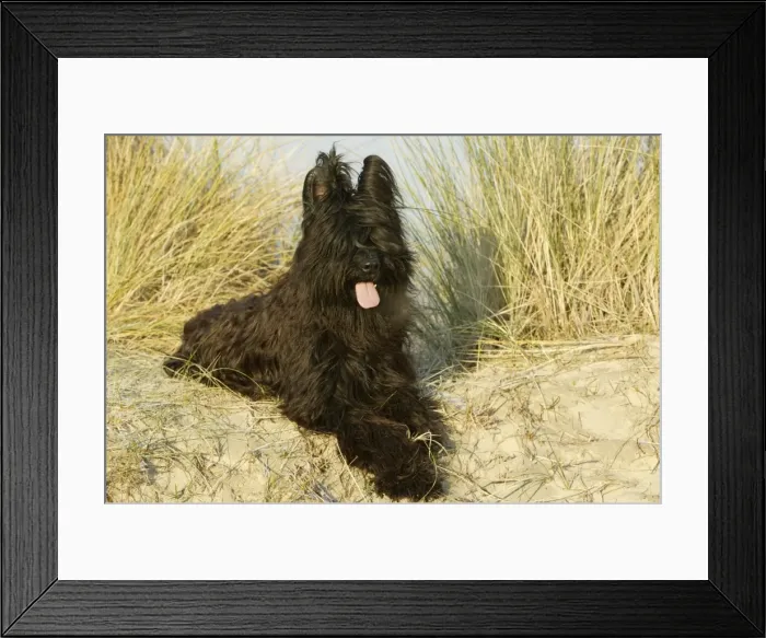 Framed Print : Briard Dog Framed Print : Briard Dog
