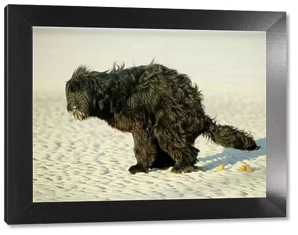 Briard Dog Defacating on the beach
