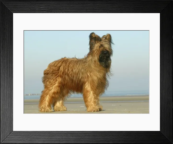 Framed Print : Briard Dog Standing on beach Framed Print : Briard Dog Standing on beach
