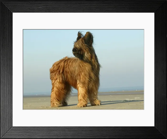 Framed Print : Briard Dog Standing on beach Framed Print : Briard Dog Standing on beach