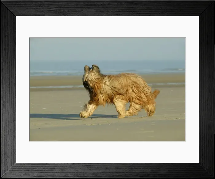 Framed Print : Briard Dog Walking on beach Framed Print : Briard Dog Walking on beach