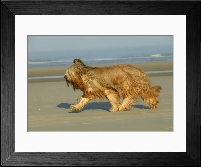 Framed Print : Briard Dog Walking on beach Framed Print : Briard Dog Walking on beach
