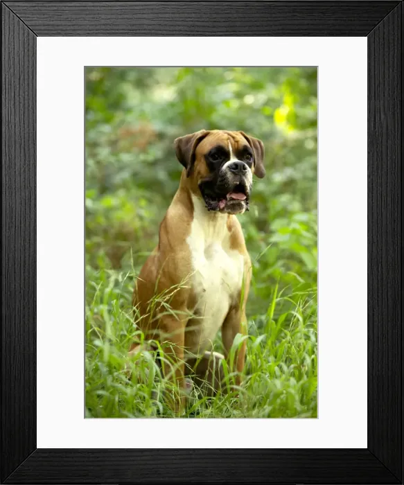 Framed Print : Boxer Dog. LA-712. Boxer Dog - with uncropped ears Framed Print : Boxer Dog. LA-712. Boxer Dog - with uncropped ears