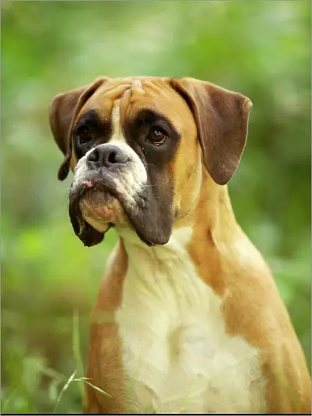 Boxer Dog. LA-713. Boxer Dog - with uncropped ears