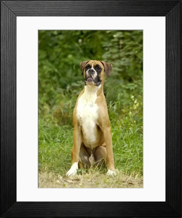 Framed Print : Boxer Dog. LA-714. Boxer Dog - with uncropped ears Framed Print : Boxer Dog. LA-714. Boxer Dog - with uncropped ears