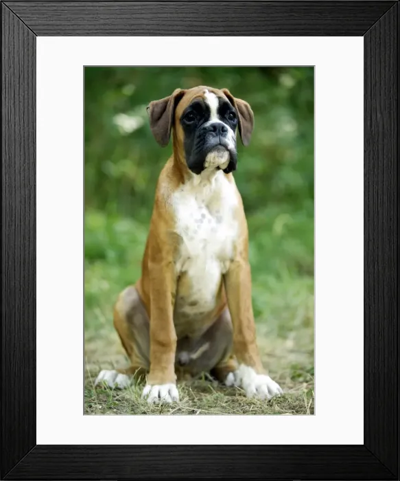 Framed Print : Boxer Dog Sitting down Framed Print : Boxer Dog Sitting down