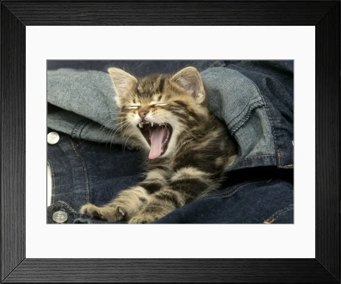 Framed Print : Kitten Yawning In jeans Framed Print : Kitten Yawning In jeans