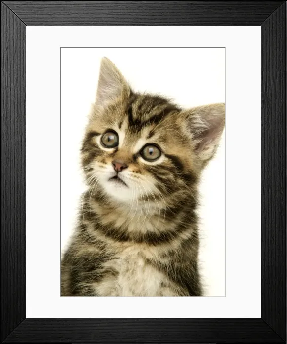 Framed Print : Kitten. LA-723. CAT - Kitten, close-up. Jean Michel Labat Framed Print : Kitten. LA-723. CAT - Kitten, close-up. Jean Michel Labat
